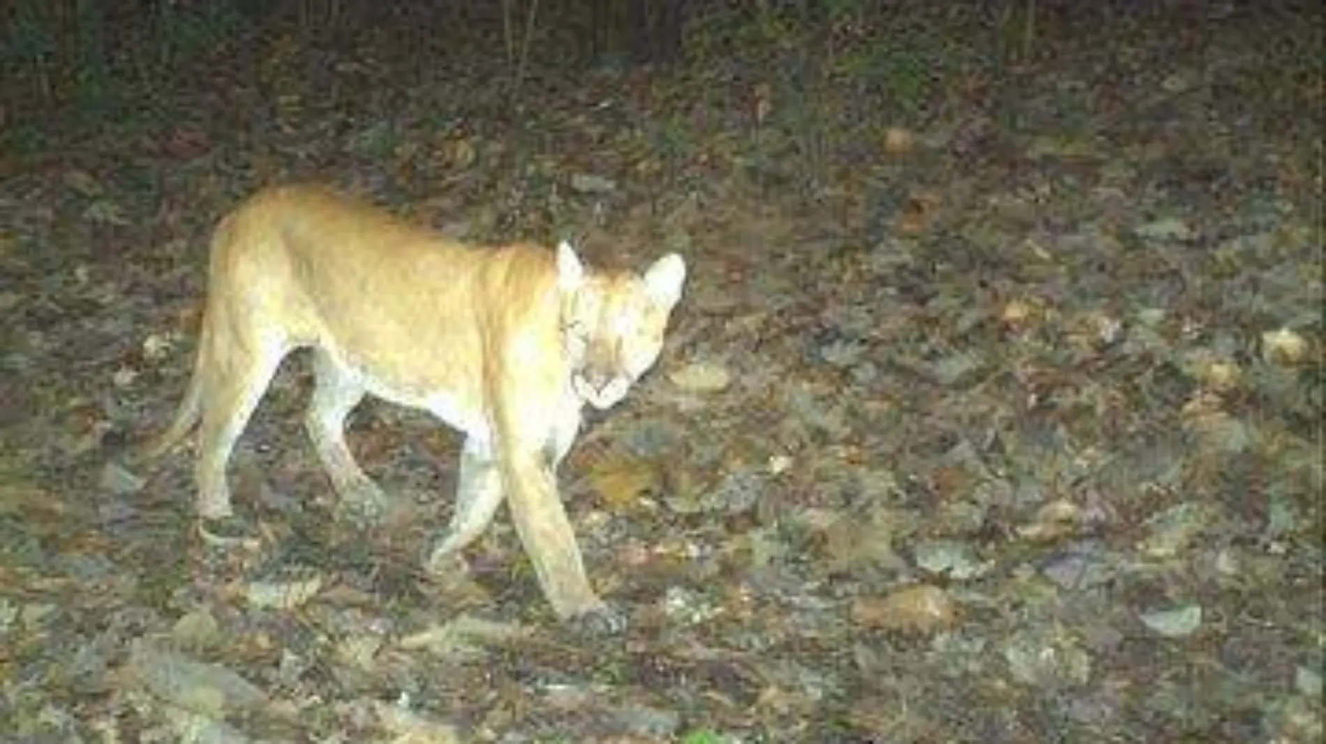 Puma Bosque de la Primavera